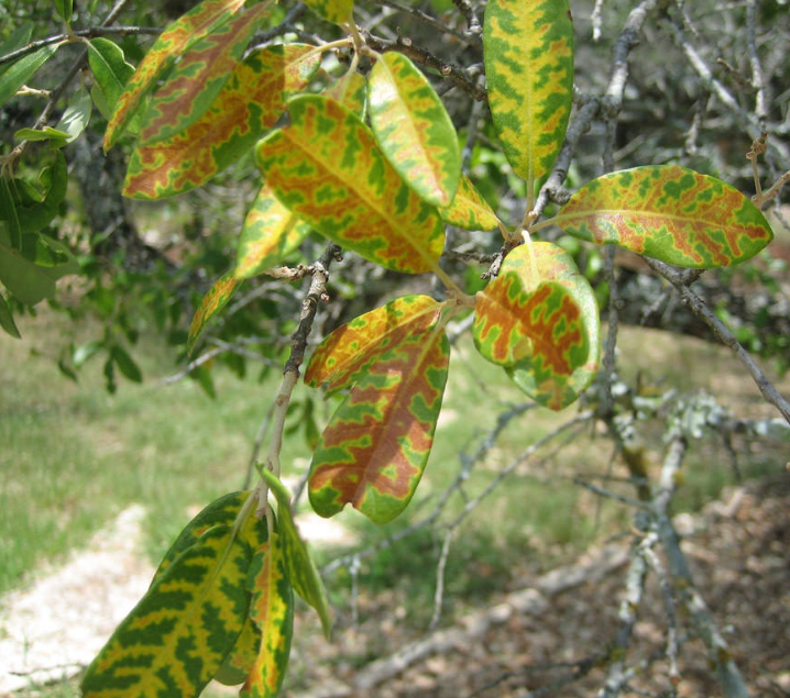 oakwilt